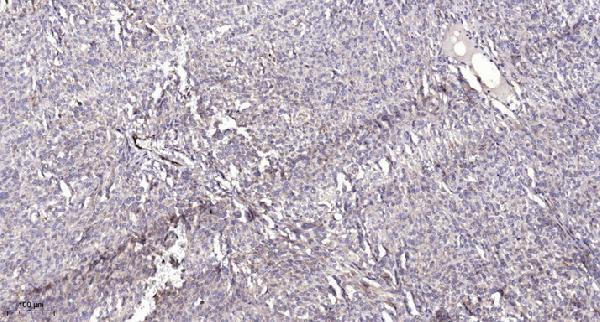 a08880 opn5 primary antibodies ihc testing 5
