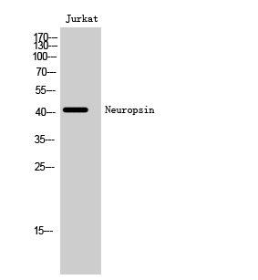 Western Blot analysis of Jurkat cells using Neuropsin Polyclonal Antibody