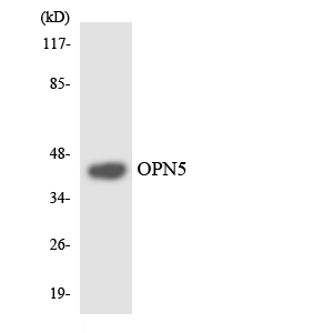 a08880 opn5 primary antibodies wb testing 4