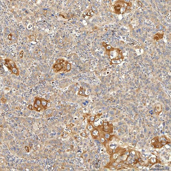 a08882 1 snph primary antibodies ihc testing 4
