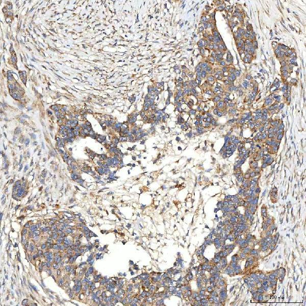 a08882 1 snph primary antibodies ihc testing 6