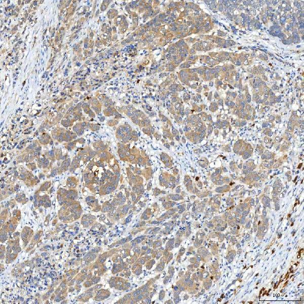 a08882 1 snph primary antibodies ihc testing 7