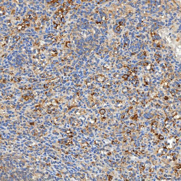 a08882 1 snph primary antibodies ihc testing 9