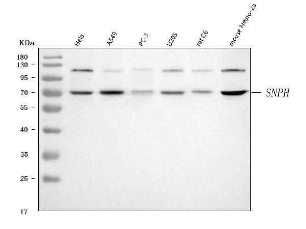  Western blot analysis of SNPH using anti-SNPH antibody (A08882-1)