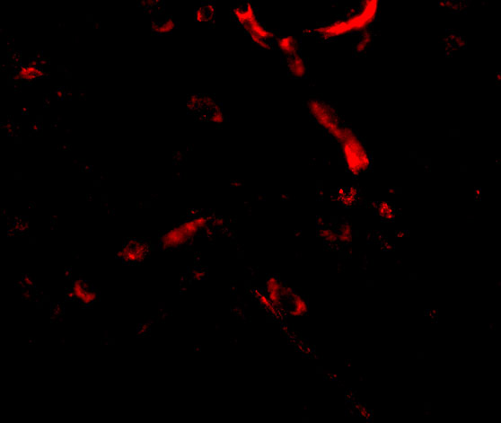Immunofluorescence of Syntaphilin in Human Brain cells with Syntaphilin antibody at 20 μg/mL