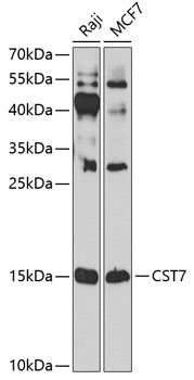 Western blot analysis of extracts of various cell lines, using CST7 antibody  at 1:1000 dilution