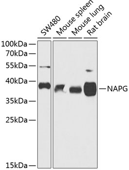 Western blot analysis of extracts of various cell lines, using NAPG antibody  at 1:1000 dilution