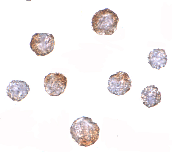 a08885 cuedc2 primary antibodies icc testing 2