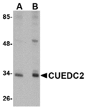 a08885 cuedc2 primary antibodies wb testing 1