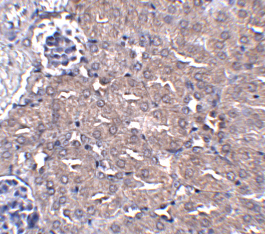Immunohistochemistry of CIP75 in mouse kidney tissue with CIP75 antibody at 5 μg/mL