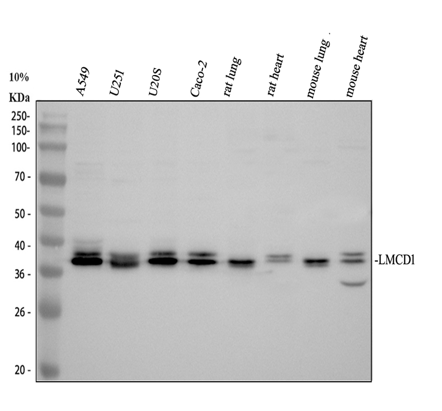 a08888 1 lmcd1 primary antibodies wb testing 1