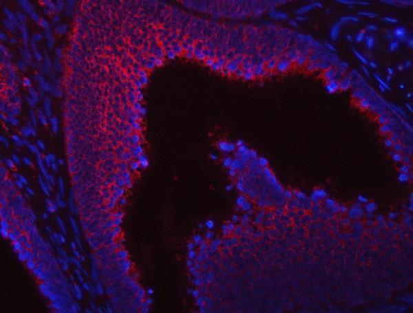 a08890 sumf2 primary antibodies if testing 7