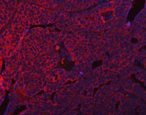 a08890 sumf2 primary antibodies if testing 8