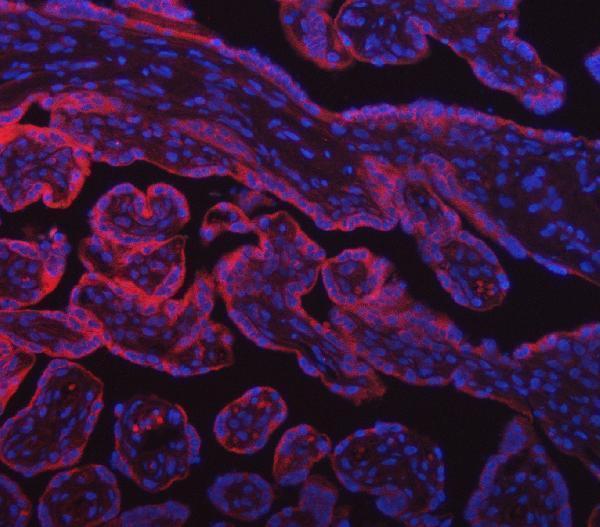 a08890 sumf2 primary antibodies if testing 9