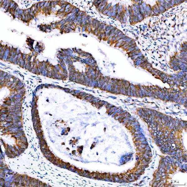  IHC analysis of SUMF2 using anti-SUMF2 antibody (A08890)