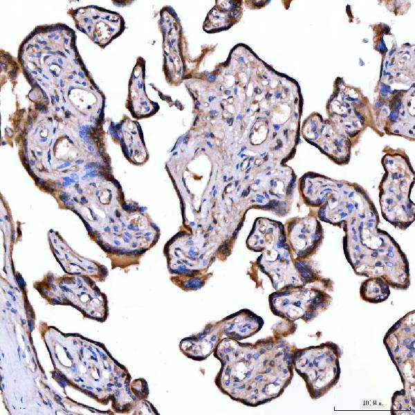 a08890 sumf2 primary antibodies ihc testing 5