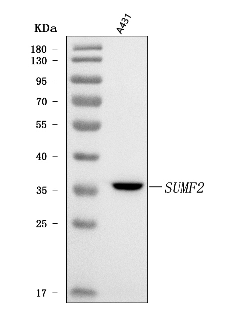  Western blot analysis of SUMF2 using anti-SUMF2 antibody (A08890)