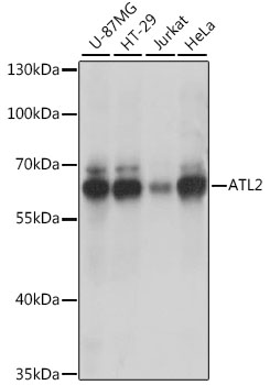 a08891 atl2 primary antiboties wb testing 1