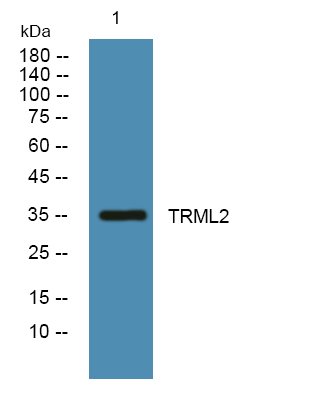 Western blot analysis of lysates from U2OS cells, primary antibody was diluted at 1:1000, 4°over night
