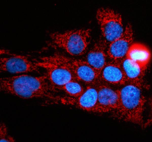 a08897 1 hs3st2 primary antibodies if testing 1