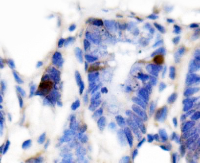  IHC analysis of Secretin/Sct using anti-Secretin/Sct antibody (A08899-1)