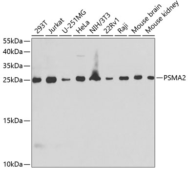 a08901 psma2 primary antiboties wb testing 1