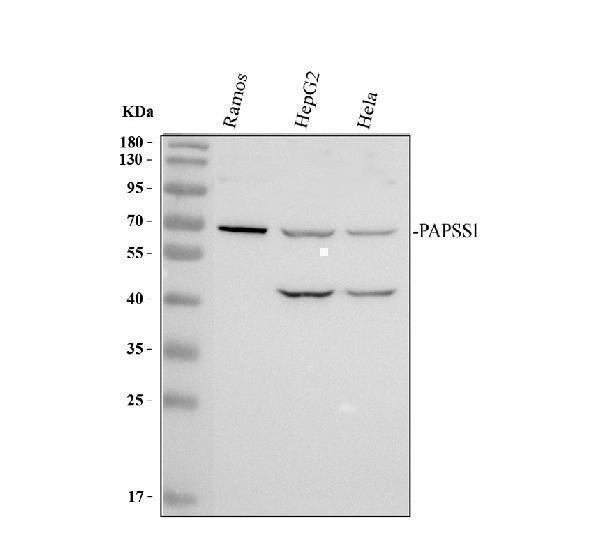 Western blot analysis of PAPSS1 using anti-PAPSS1 antibody (A08903-1)
