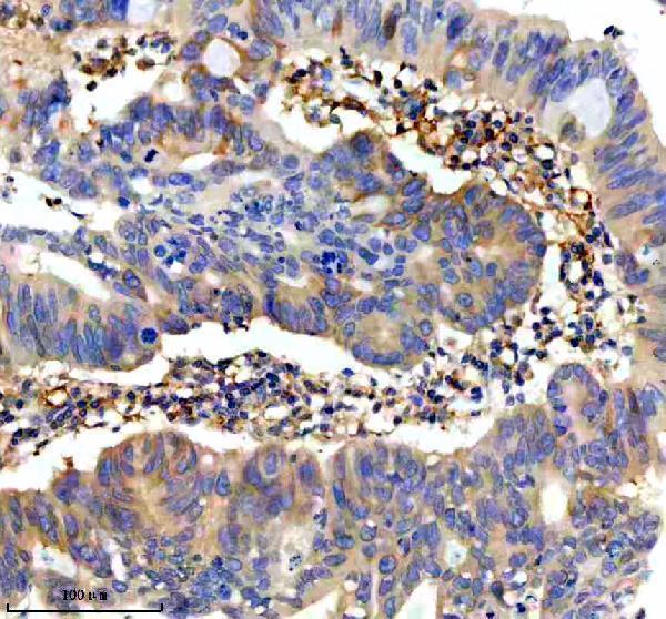 a08904 dock3 primary antibodies ihc testing 1