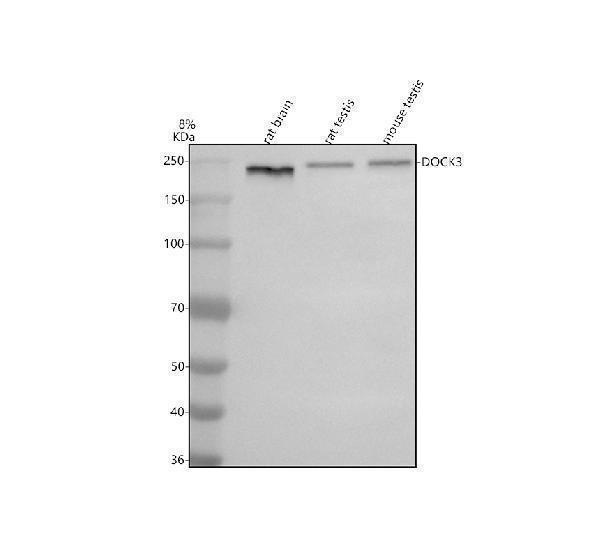 a08904 dock3 primary antibodies wb testing 1