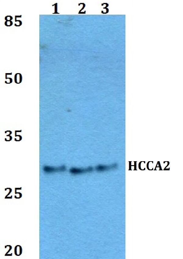 a08906 mob2 primary antiboties wb testing 1