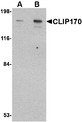 a08907 clip1 primary antibodies wb testing 1