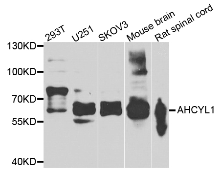 a08908 1 ahcyl1 primary antiboties wb testing 1