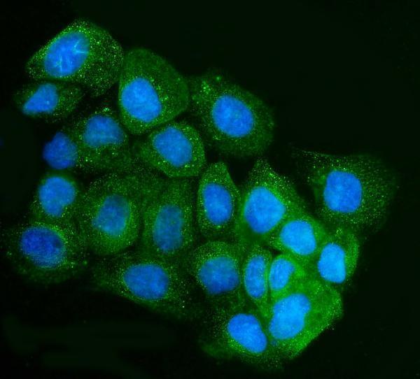 a08908 2 ahcyl1 primary antibodies if testing 8