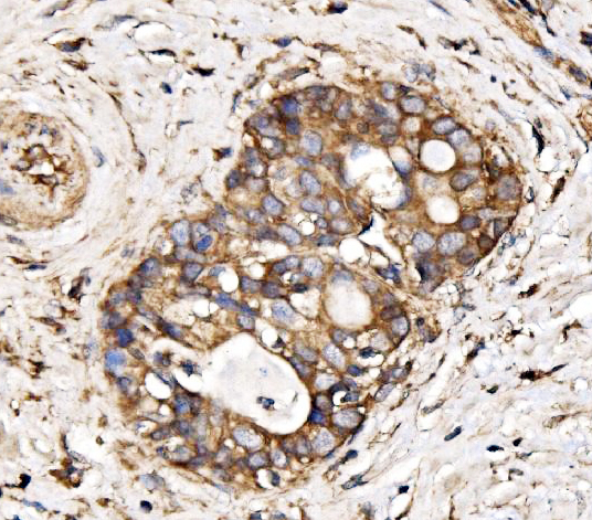  IHC analysis of IRBIT/AHCYL1 using anti-IRBIT/AHCYL1 antibody (A08908-2)