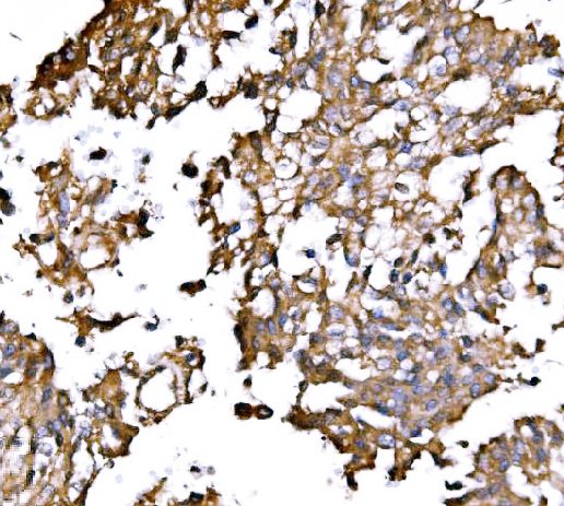 a08908 2 ahcyl1 primary antibodies ihc testing 5