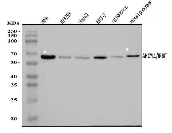 Western blot analysis of IRBIT/AHCYL1 using anti-IRBIT/AHCYL1 antibody (A08908-2)