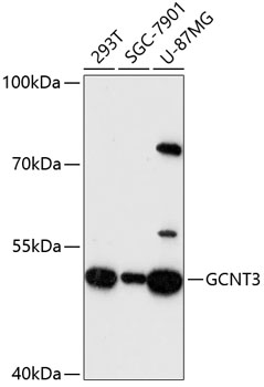 a08909 gcnt3 primary antiboties wb testing 1