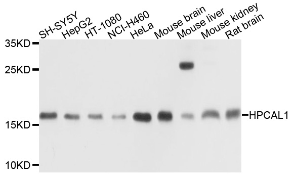 Western blot analysis of extracts of various cells, using HPCAL1 antibody