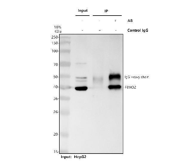 a08912 1 fbxo2 primary antibodies ip testing 1
