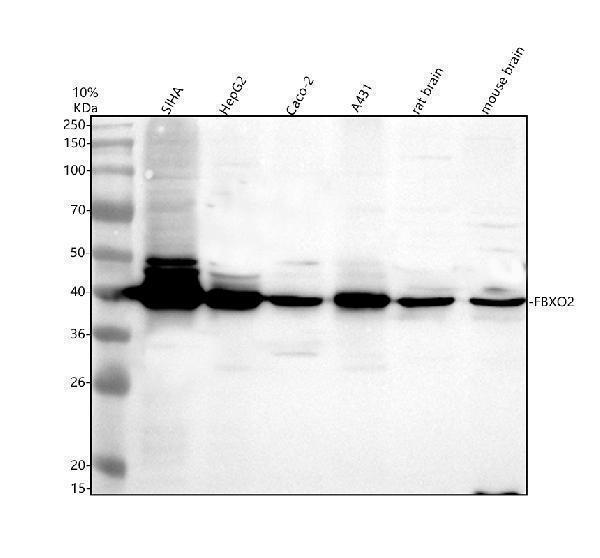 a08912 1 fbxo2 primary antibodies wb testing 1