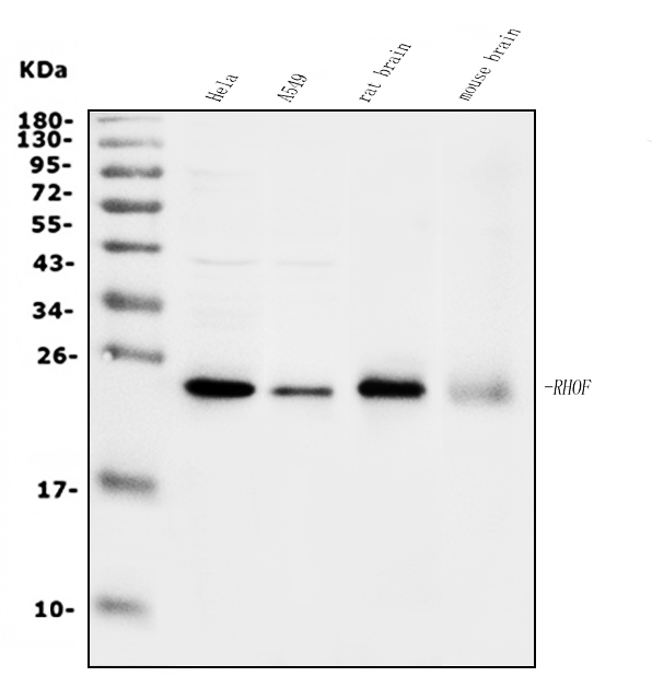  Western blot analysis of RHOF using anti-RHOF antibody (A08913-1)