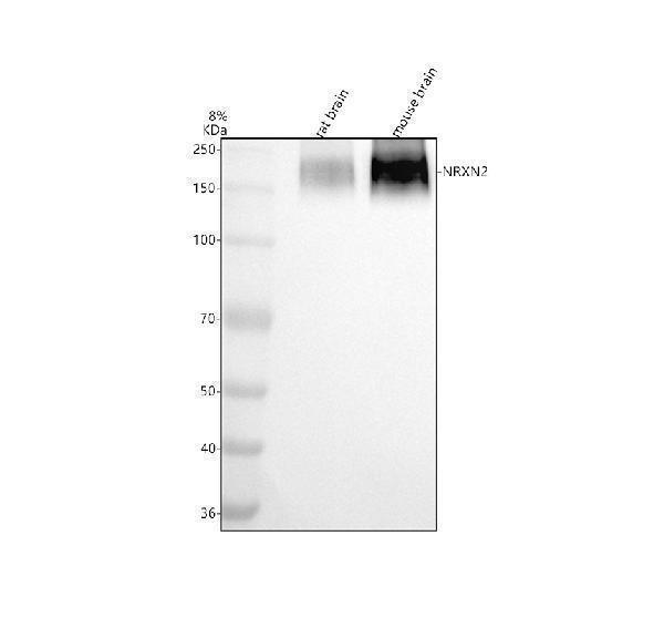 Western blot analysis of NRXN2 using anti-NRXN2 antibody (A08915)
