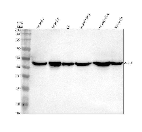 Western blot analysis of NTSR2 using anti-NTSR2 antibody (A08916-2)