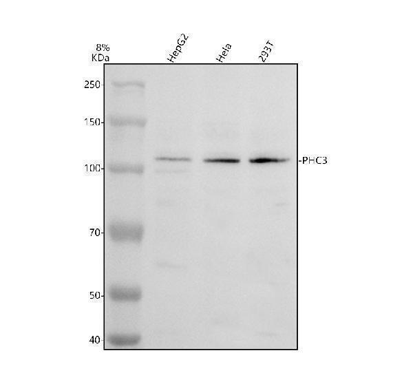 a08917 1 phc3 primary antibodies wb testing 1