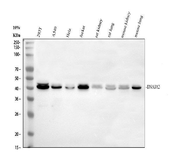 Western blot analysis of DNAJA2 using anti-DNAJA2 antibody (A08918-1)