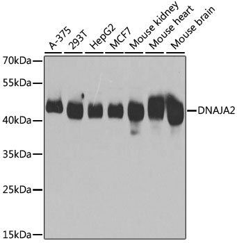 a08918 dnaja2 primary antiboties wb testing 1