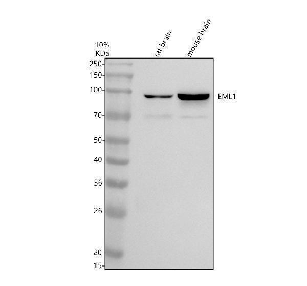 a08919 1 eml1 primary antibodies wb testing 1
