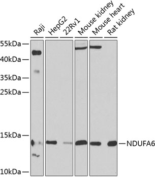 a08920 ndufa6 primary antiboties wb testing 1