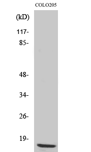 a08922 1 rpl36 primary antibodyes wb testing 1