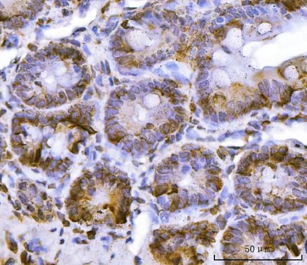 a08922 3 rpl36 primary antibodies ihc testing 7